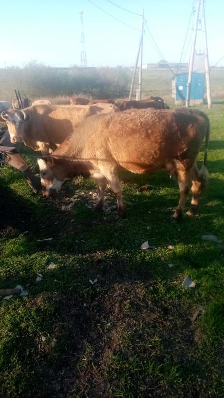 Продам молочных доенных коров, продаются в связи с переездом все подробности по телефону - Новотроицк
