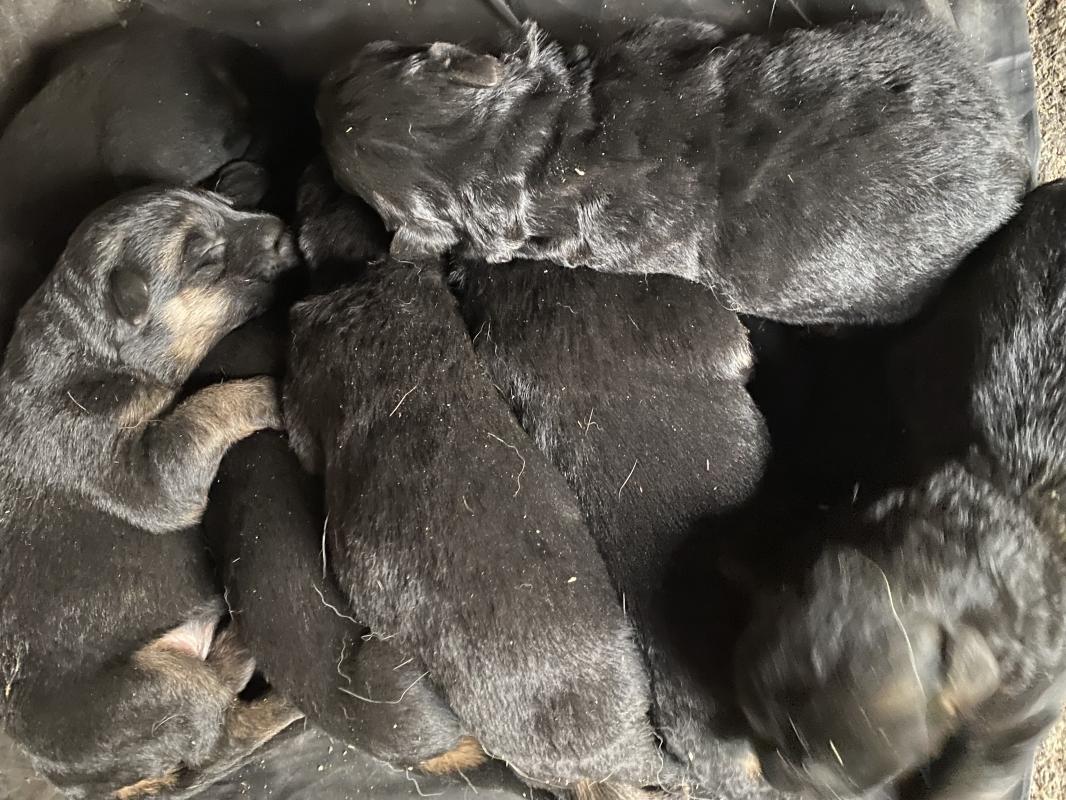 Продам щенков немецкой овчарки,рождены 20 апреля - Новотроицк