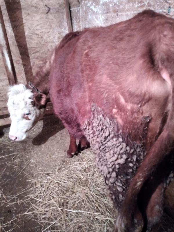 Продам первотелку с теленком,порода казахско белоголовая без рогая,спокойная,стоит на откорме,телено - Новоорск