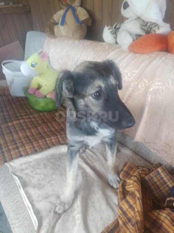 Отдадим щенков, стерилизованные, здоровые. - Орск