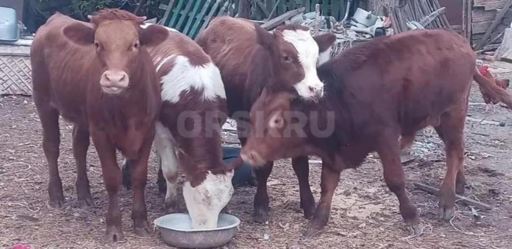 Продам коров с подсосными телятами. - Орск