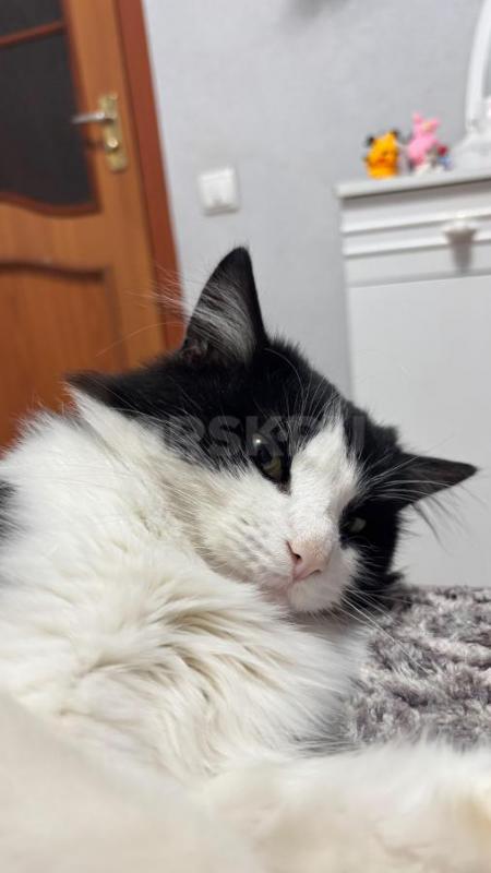 Отдам кота в добрые руки

У меня есть котик, которого я вынуждена отдать в добрые руки. - Орск