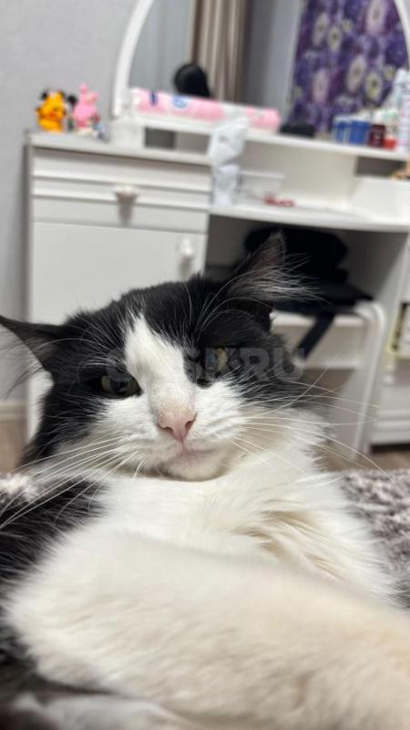 Отдам кота в добрые руки

У меня есть котик, которого я вынуждена отдать в добрые руки. - Орск