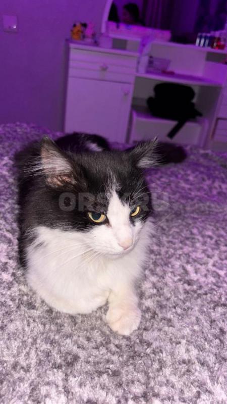 Отдам кота в добрые руки

У меня есть котик, которого я вынуждена отдать в добрые руки. - Орск