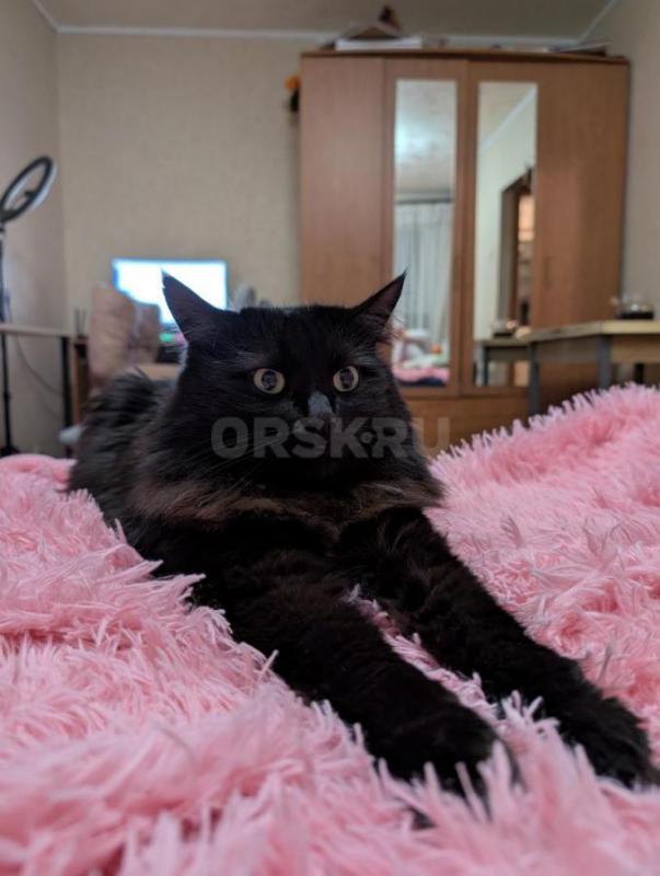 Пропал котик г. - Орск