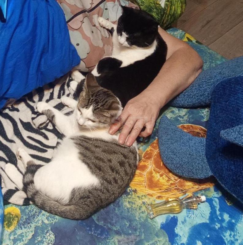 Отдам в добрые руки кота и кошку в лоток ходят отдаю в связи с переездом кошке 1,5 года, коту 2 года - Орск