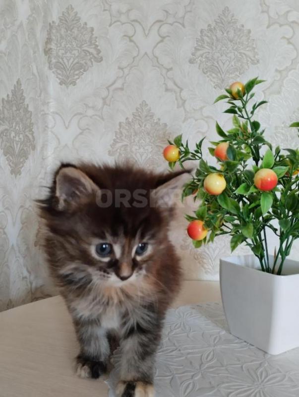 Продаются котята мейкун родители чистокровный!! - Сорочинск