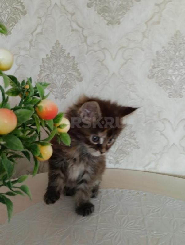 Продаются котята мейкун родители чистокровный!! - Сорочинск