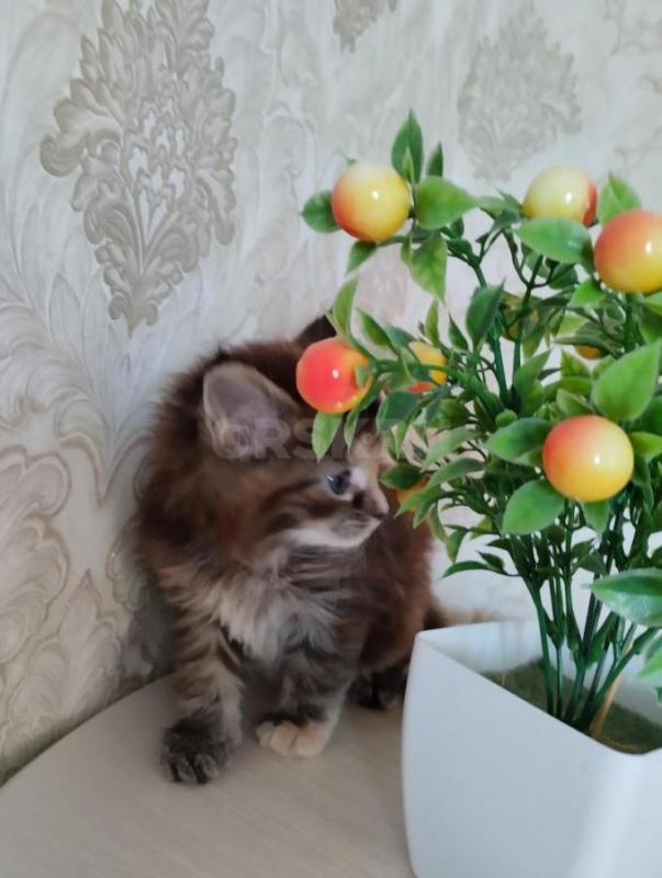 Продаются котята мейкун родители чистокровный!! - Сорочинск