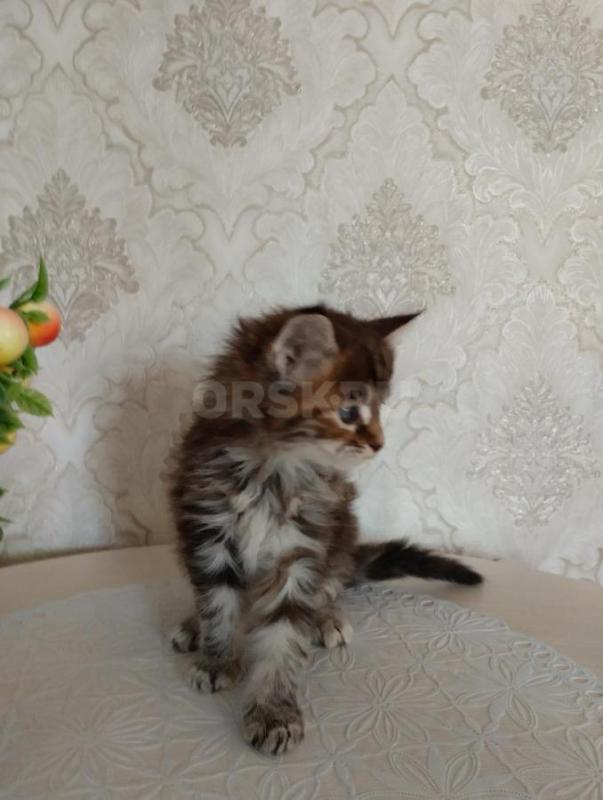 Продаются котята мейкун родители чистокровный!! - Сорочинск