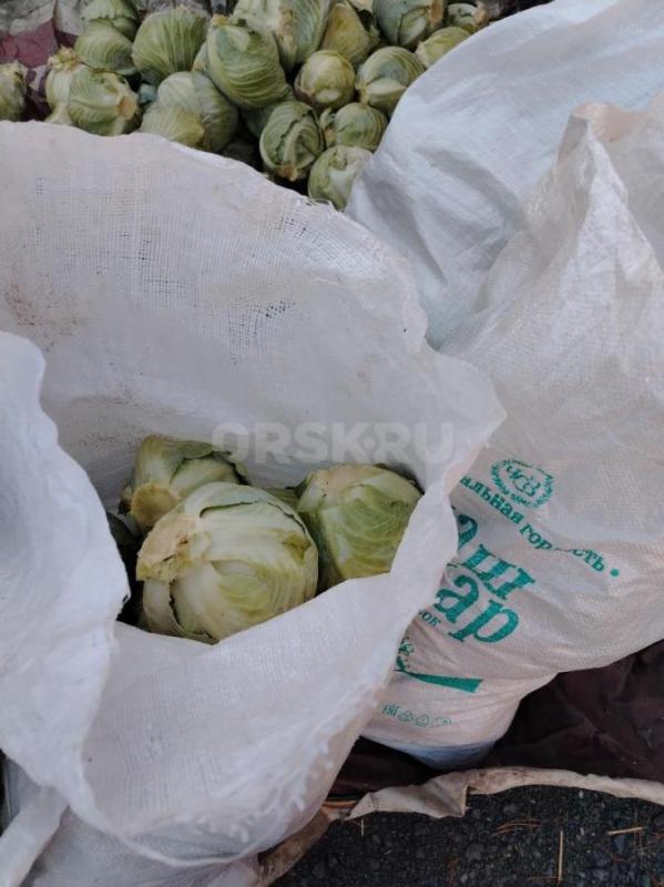 Продам капусту на корм курям, кролам, козам. - Орск