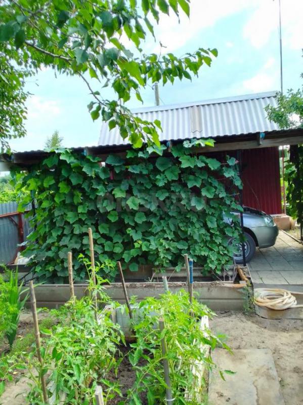 Продам сад ОЗТП СНТ Урал улица Рябиновая - Орск