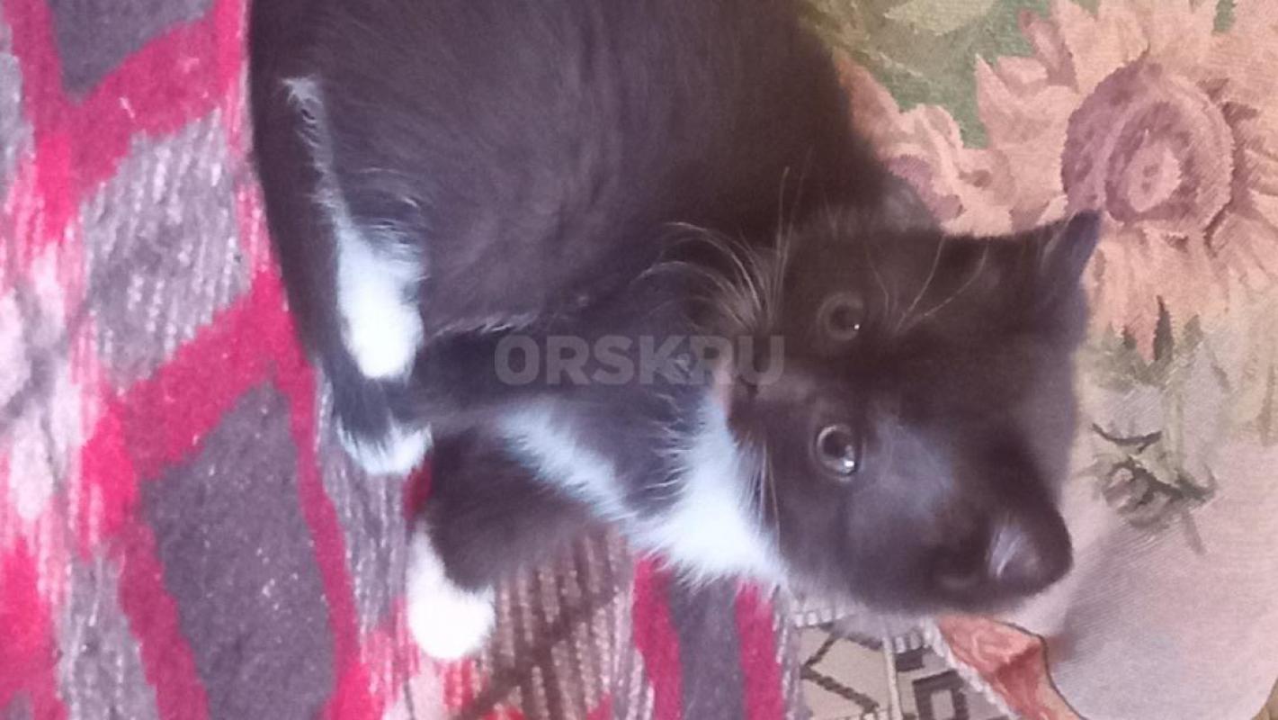 Одам в добрые и нежные руки четырех двузмесячных котят от шотландской вислоузой кошечки и " - Орск