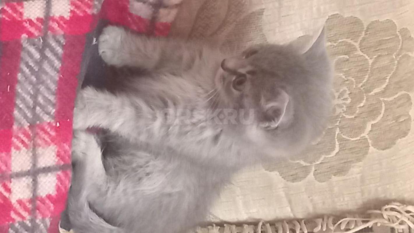 Одам в добрые и нежные руки четырех двузмесячных котят от шотландской вислоузой кошечки и " - Орск