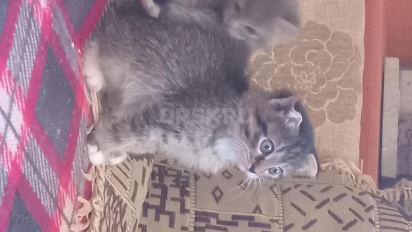 Одам в добрые и нежные руки четырех двузмесячных котят от шотландской вислоузой кошечки и " - Орск