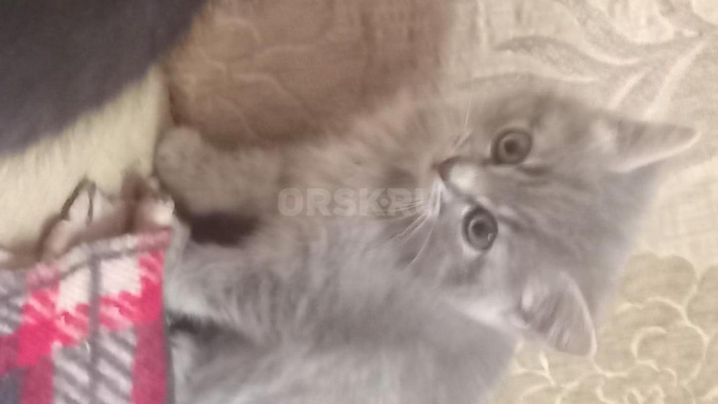 Одам в добрые и нежные руки четырех двузмесячных котят от шотландской вислоузой кошечки и " - Орск