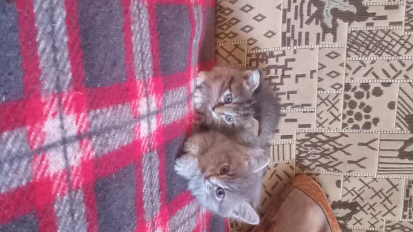 Одам в добрые и нежные руки четырех двузмесячных котят от шотландской вислоузой кошечки и " - Орск