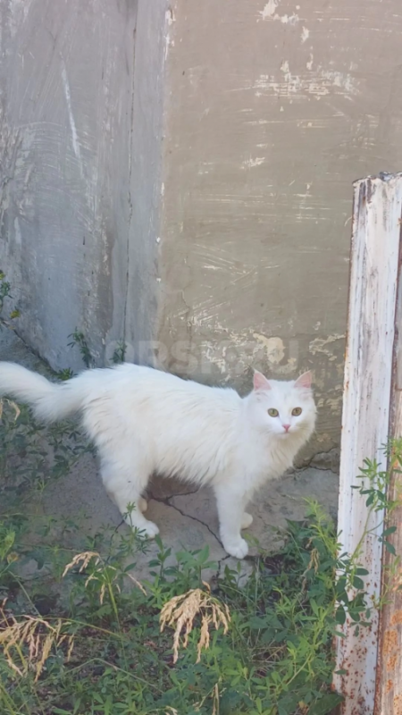 Стерильная кошечка, около года. - Орск