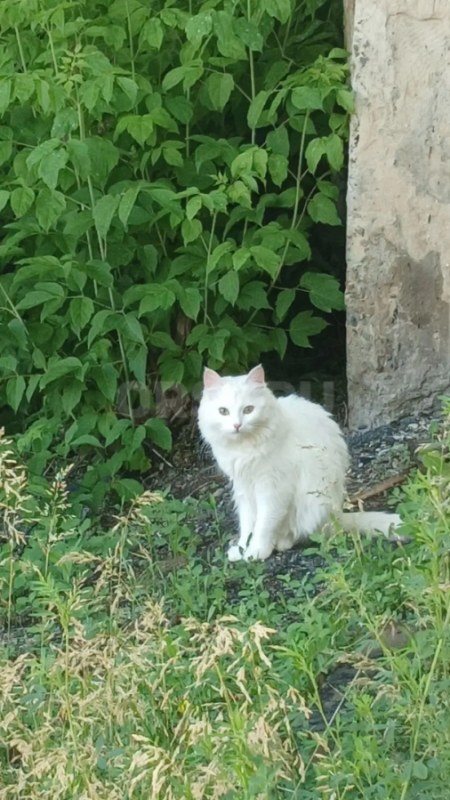 Стерильная кошечка, около года. - Орск