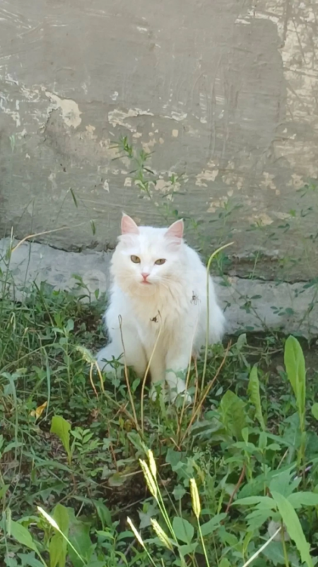 Стерильная кошечка, около года. - Орск