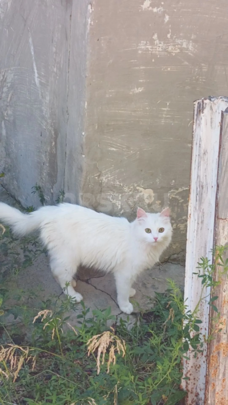 Стерильная кошечка, около года. - Орск