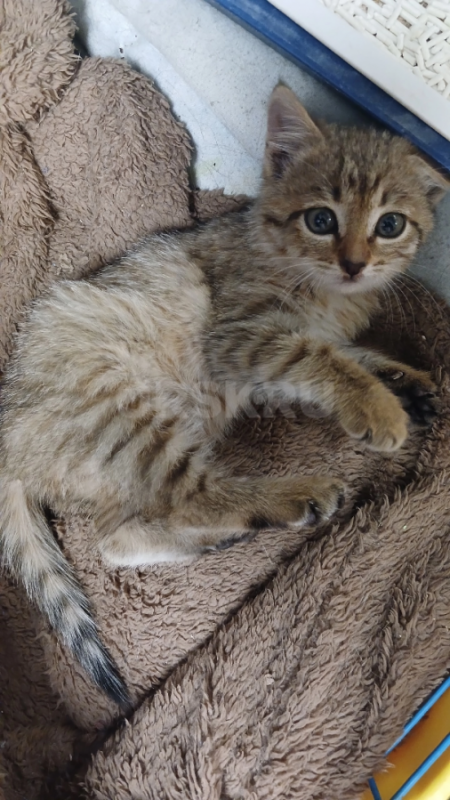 Кошечка Рыся, 2 мес. - Орск
