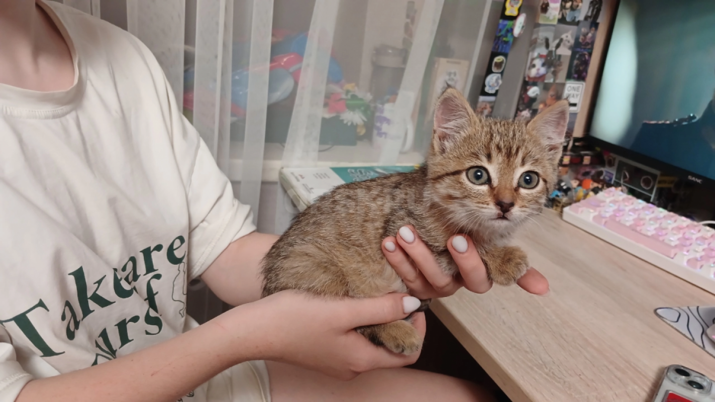 Кошечка Рыся, 2 мес. - Орск