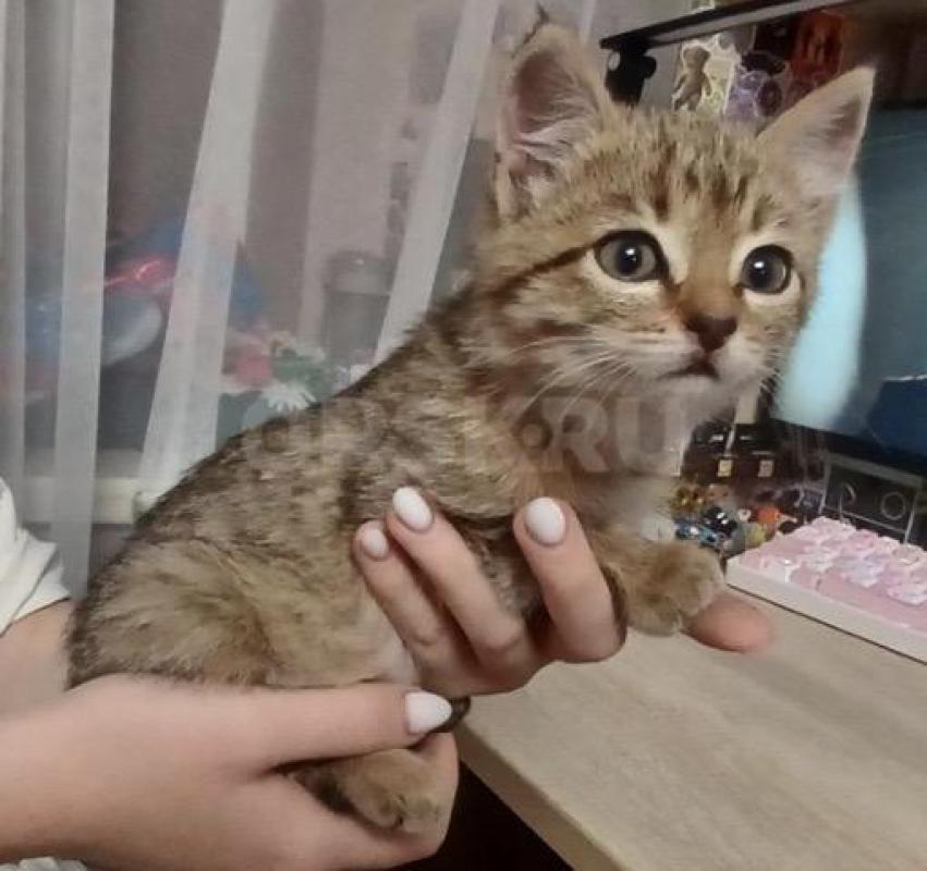 Кошечка Рыся, 2 мес. - Орск