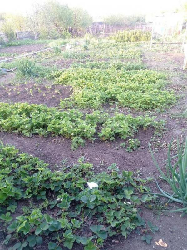 Продам сад в районе Звездного городка. 10 соток, на участке много места под строительство дома. - Орск