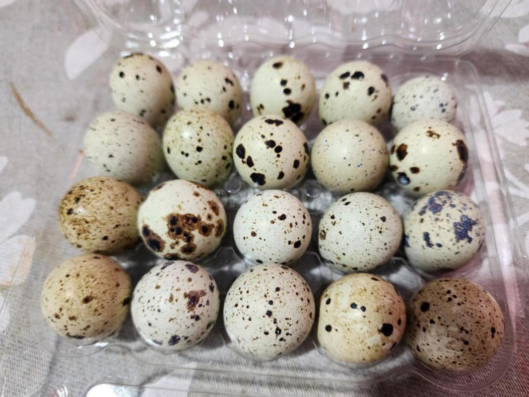Перепелиное инкубационное яйцо породы Селадон и Белый гигант. - Орск