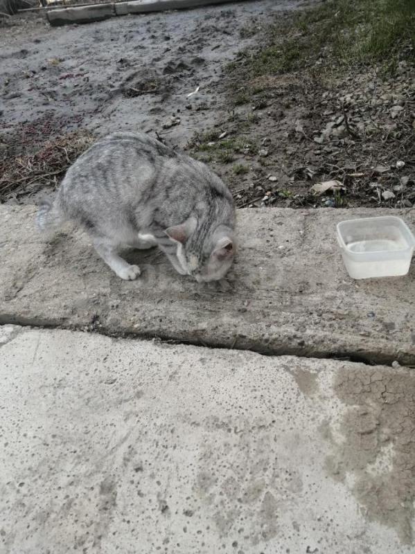 Найдена кошка, после паводка, в старом городе, район 24школы кольцо 4-ки. - Орск
