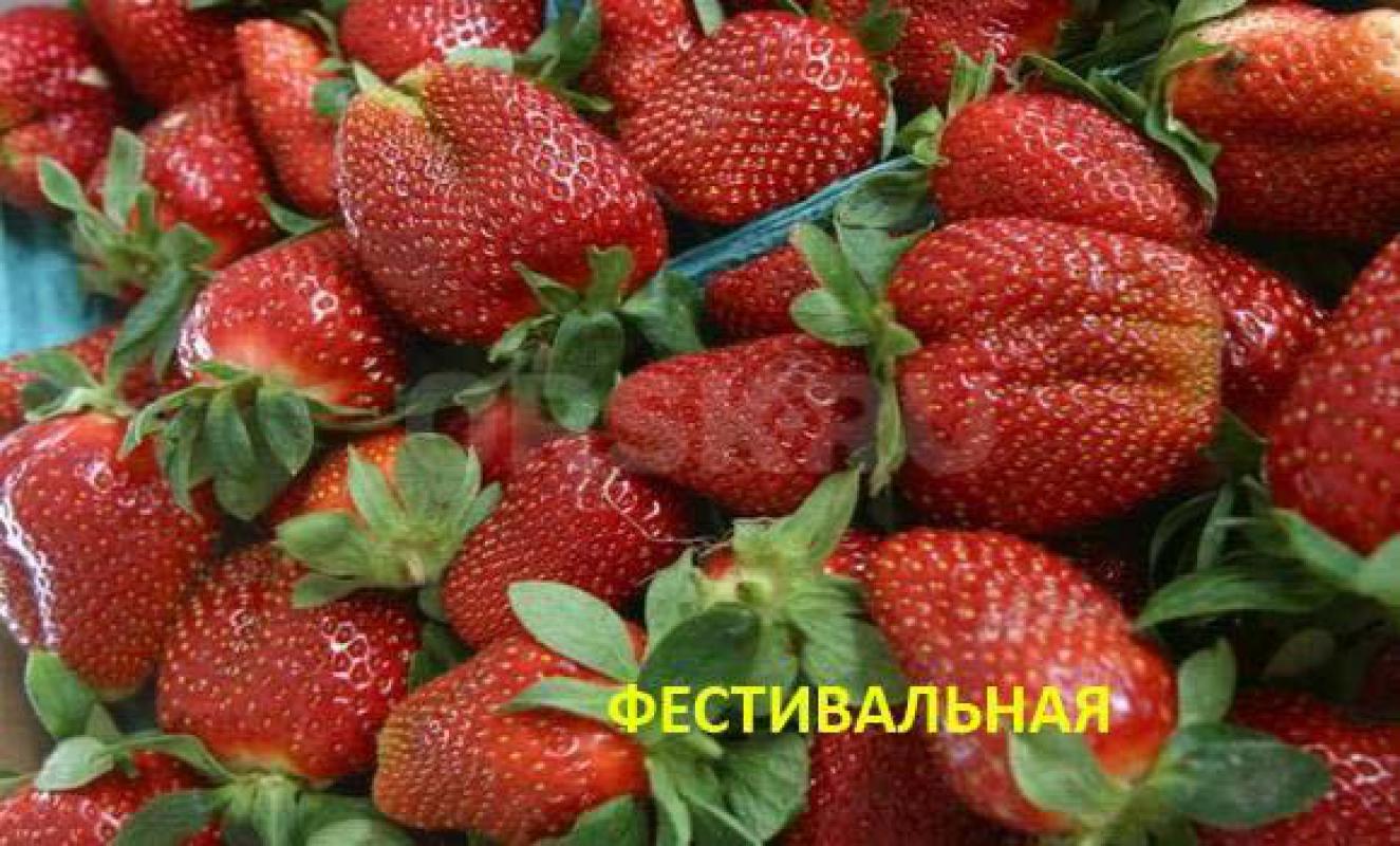 Рассада клубники:
Елизавета 2 (плодоносящая всё лето(ремонтантная), ягоды крупные,сладкие,транспорт - Орск