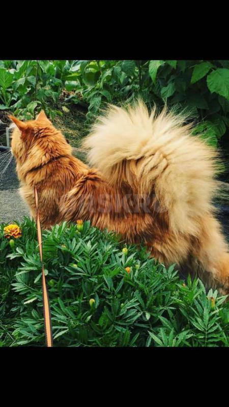 Крупный , опытный кот породы Мейн кун в шикарной шубе с отличной родословной и безупречными породным - Орск