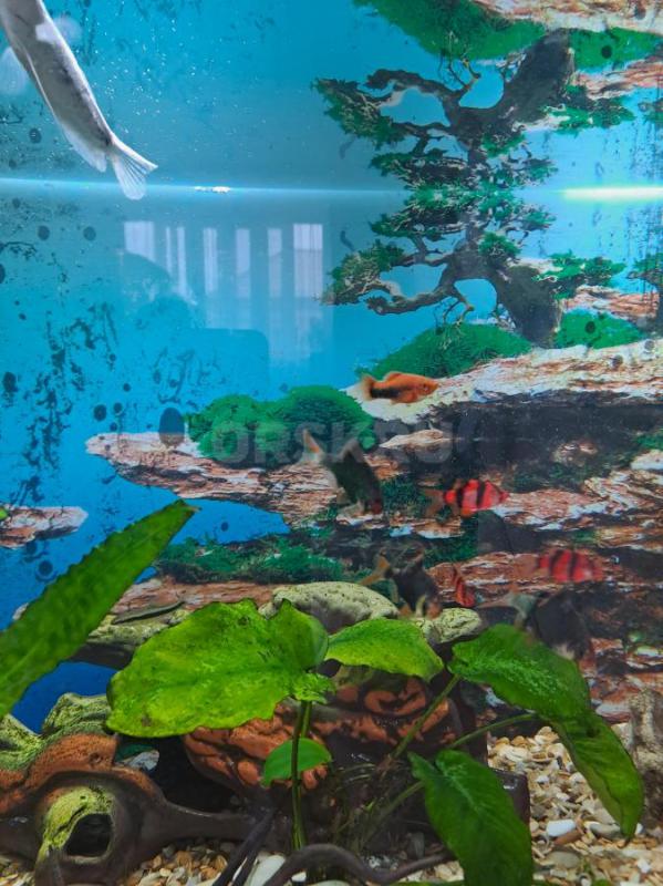 Продам аквариум на 150 л. со всем наполнением и рыбками (1 гурами,2 анциструса, 1 меченосец,6 барбус - Орск