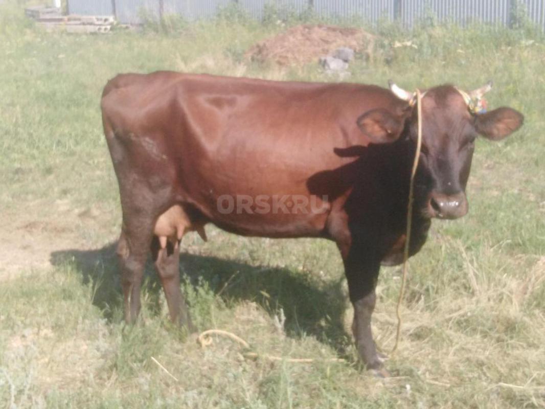 Продам дойную корову порода красно степная молочная, четвёртым отелом, даёт 18 л молока, цена 90000р - Новоорск