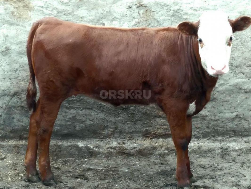 Продам дойную корову порода сименталка с подсосным теленком, тёлочка,порода казахско белоголовая, те - Новоорск