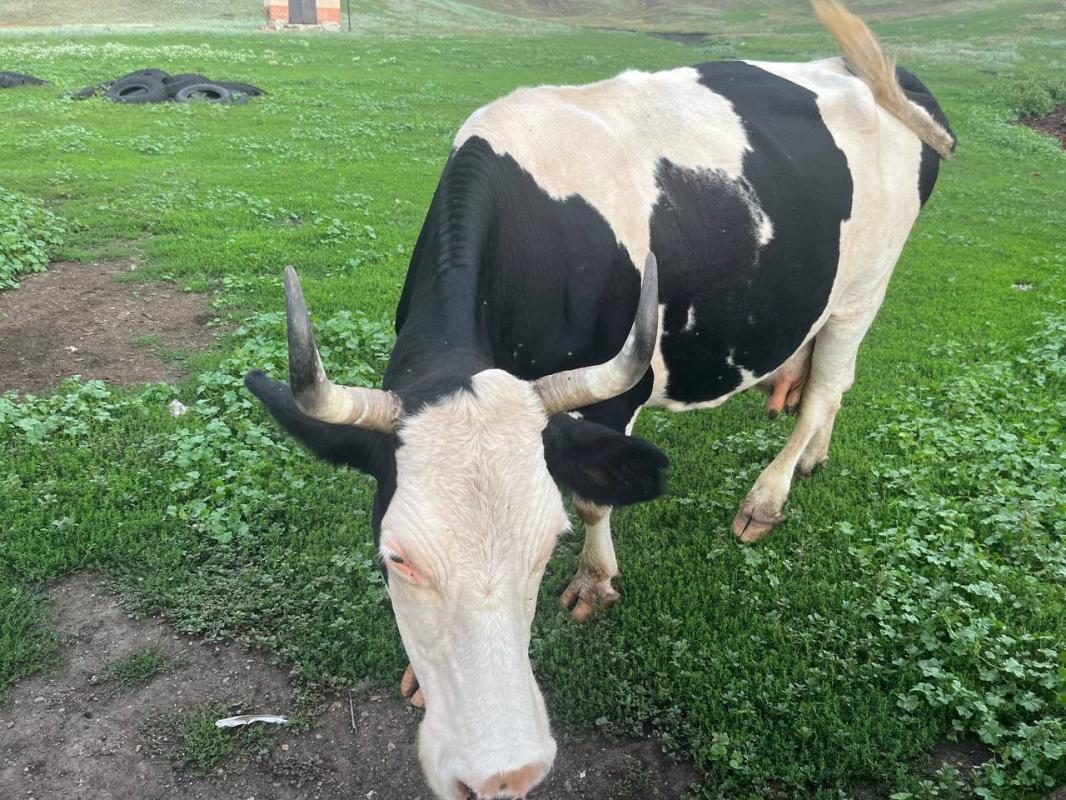Продам молочную корову с теленком. 7-8 отелов - Новотроицк