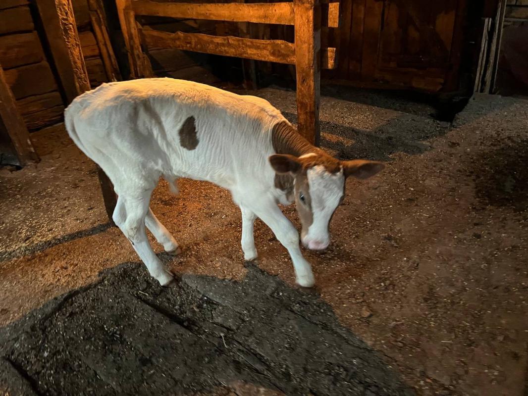 Продам молочную корову с теленком. 7-8 отелов - Новотроицк