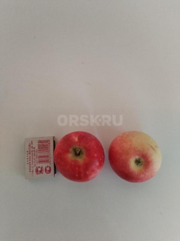 Продам яблоки сорт белый Анис, сладкие, крупные, не червивые 500 рублей за 10 литровое ведро, огурцы - Орск