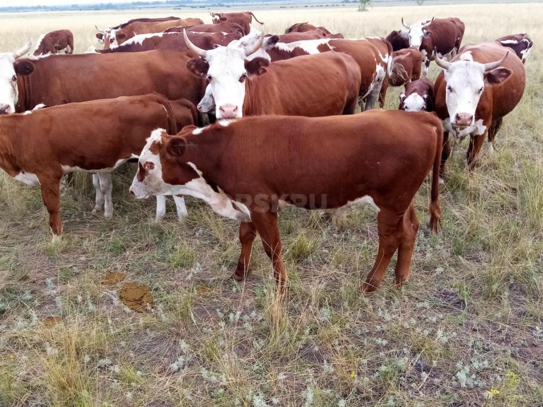 Продам корову с подсосным теленком бычок 5 месяцев
Тёлка 1,5 года - Орск