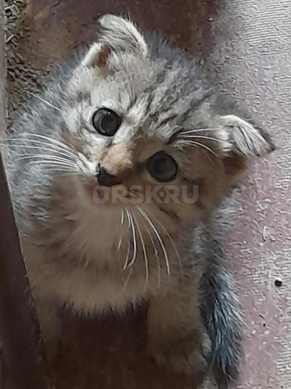 Отдам в добрые руки котиков-мальчики, 1,5 месяца. - Орск