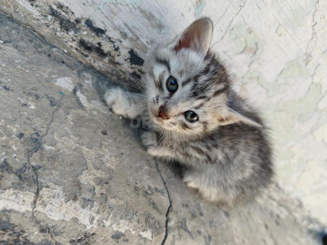 Отдам котят, мама сиамская, папа британец. - Орск