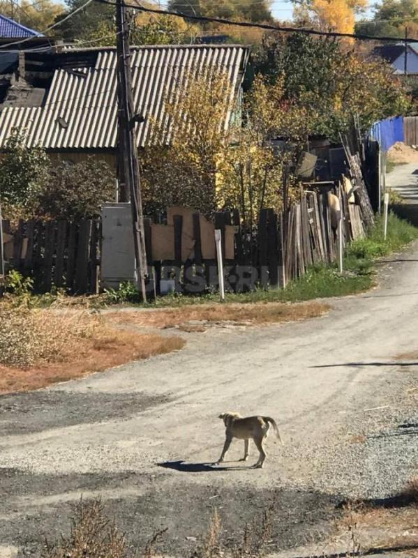 ЛЮДИ, НЕРАВНОДУШНЫЕ, ПОДАРИТЕ ВОЗМОЖНОСТЬ ЖИТЬ БЕДНОЙ СОБАКЕ!!! - Орск