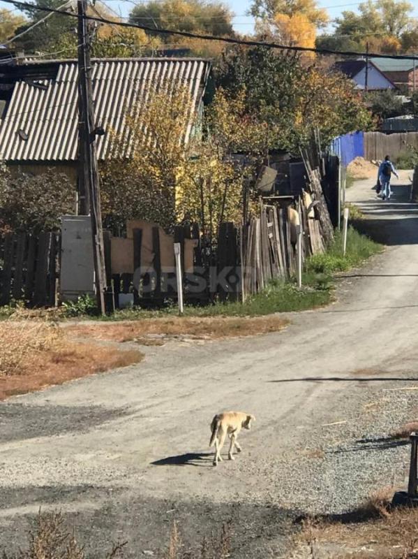 ЛЮДИ, НЕРАВНОДУШНЫЕ, ПОДАРИТЕ ВОЗМОЖНОСТЬ ЖИТЬ БЕДНОЙ СОБАКЕ!!! - Орск