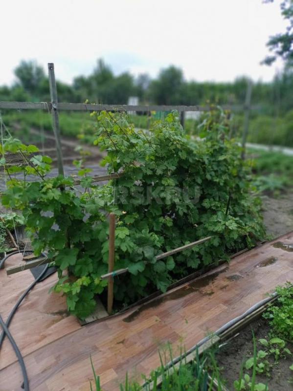 Продам сад ОНОС. 7соток, домик, хозблок,  охрана круглый год, вода с1мая по октябрь, свет, все насаж - Орск