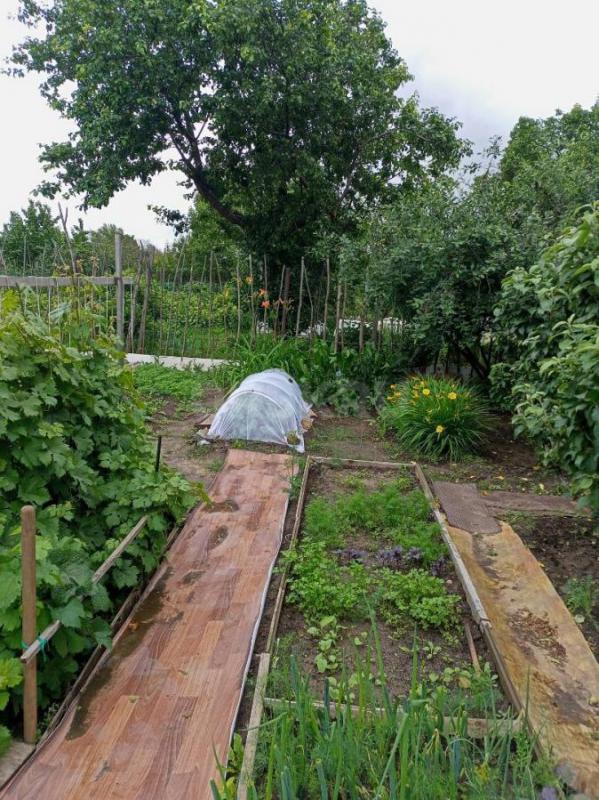 Продам сад ОНОС. 7соток, домик, хозблок,  охрана круглый год, вода с1мая по октябрь, свет, все насаж - Орск