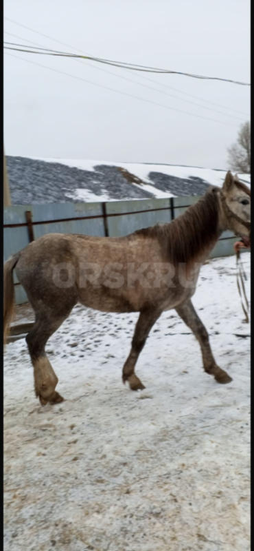 Продам жеребцов: 2,5 года , обученный под седло (пас лошадей, КРС, баранов), спокойный и вежливый - Орск