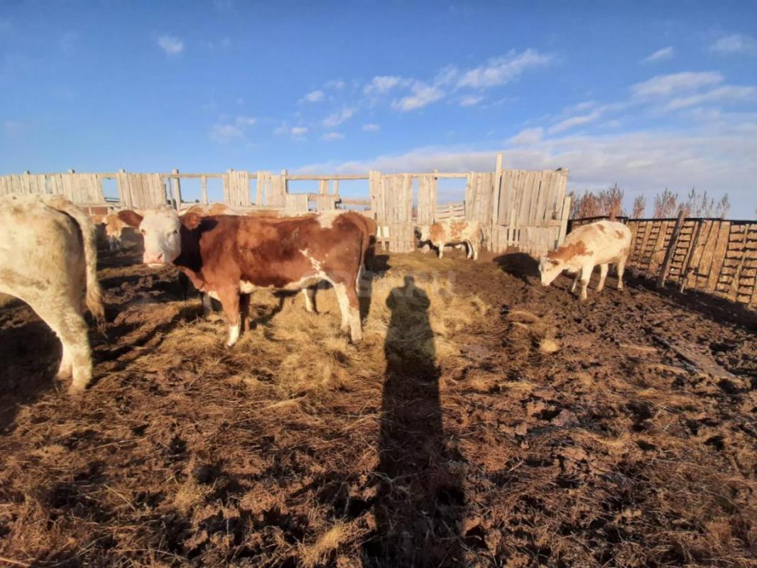 Продам тёлок стальные,от молочных коров. - Не указан