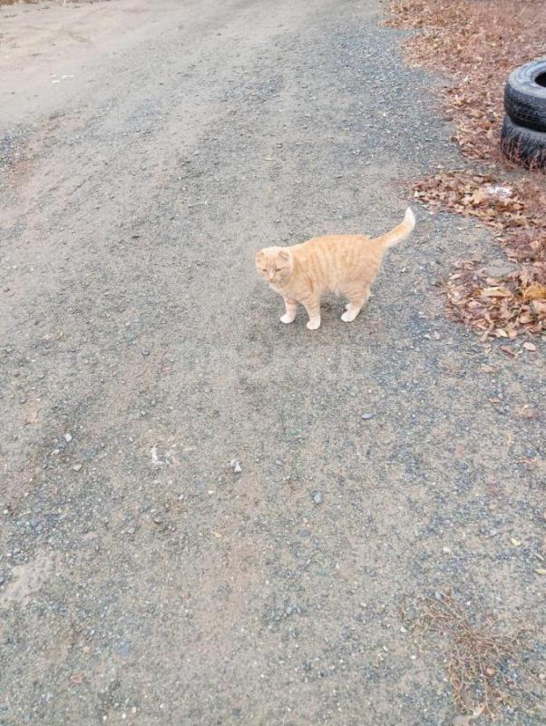 Котики в хорошие руки. - Орск