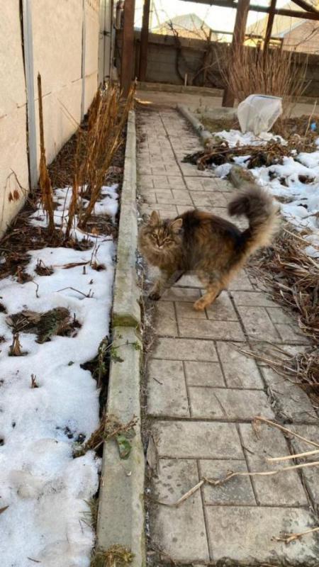 Отдам кошку,возраст 9 месяцев,в частный дом. - Орск